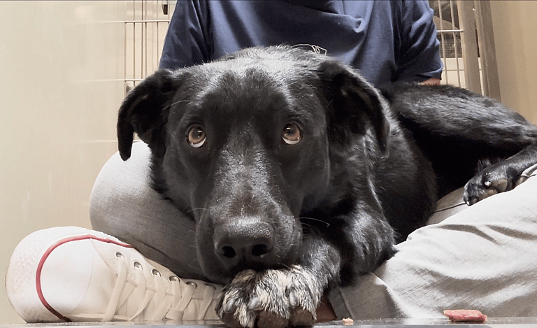 Sitting with dogs 72: Billy